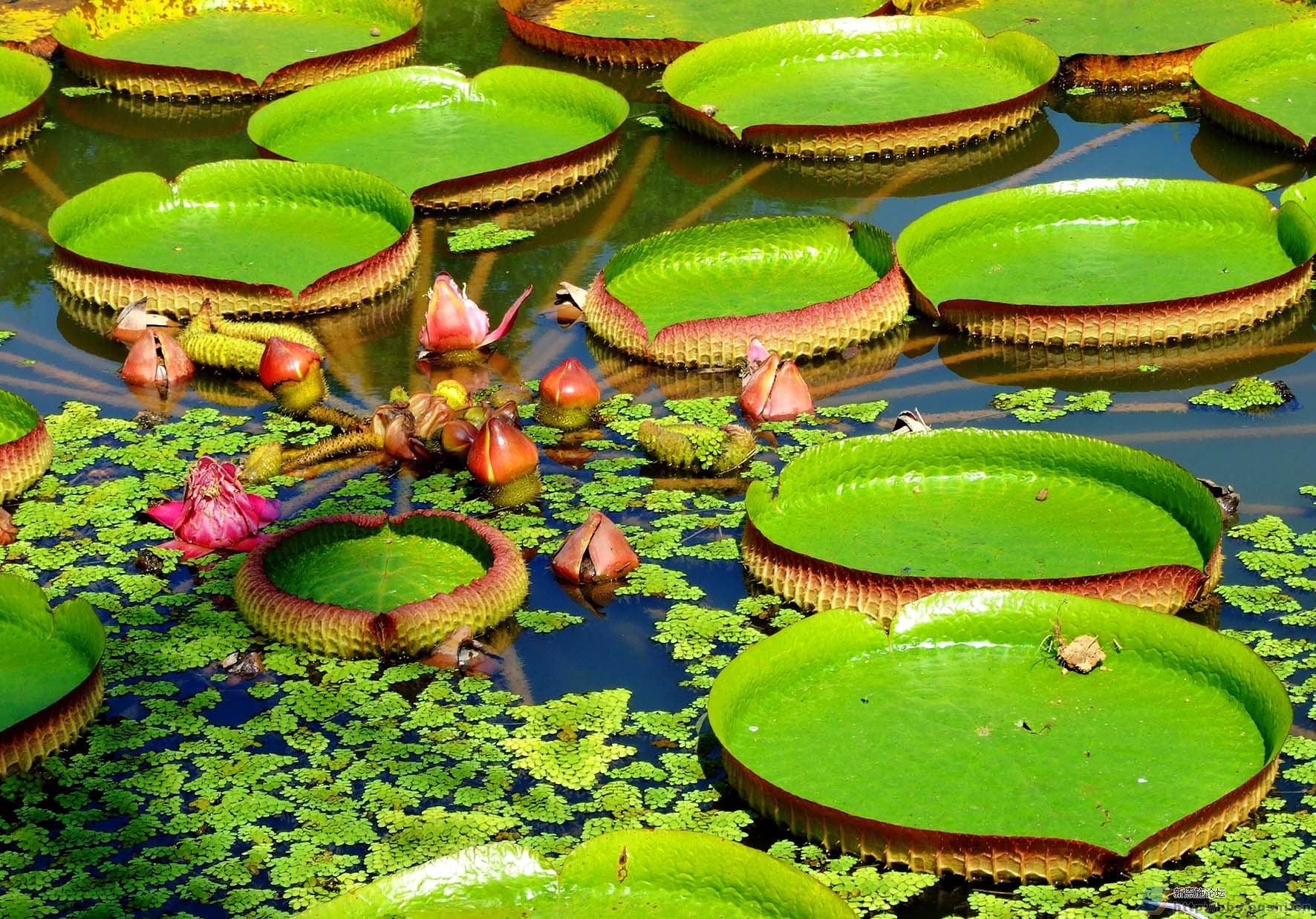 莲-中国湿地植物-图片