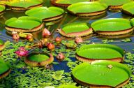 最著名的水上观赏植物：圆明园王莲