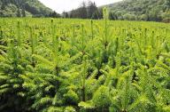 资深园林专家支招：景观绿化苗木种植技术