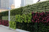 垂直绿化之墙面绿化的植物如何配置？