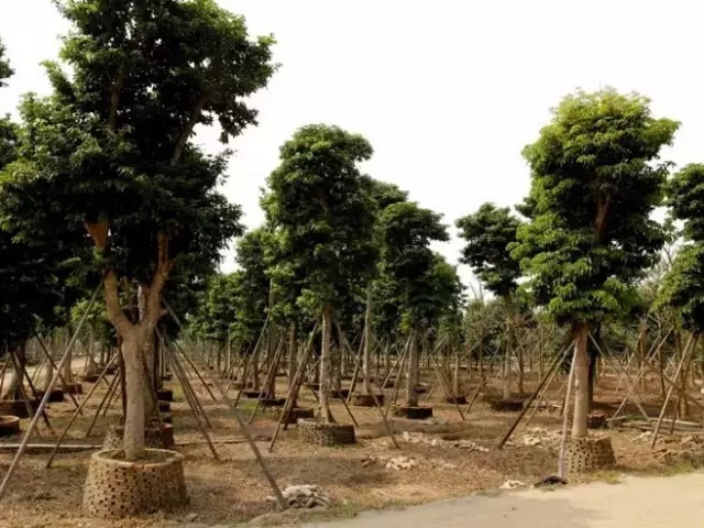 如何提高苗木存活率