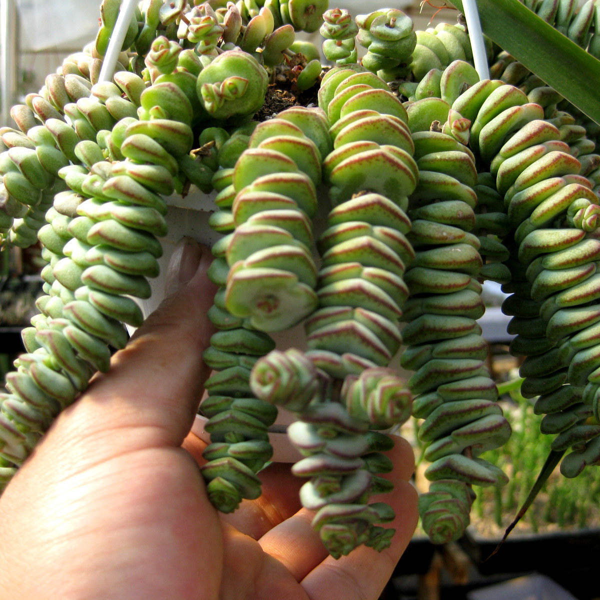 植物库:钱串景天
