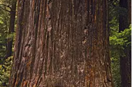 世界上体积最大的树：巨杉