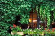 低成本植物景观设计原则