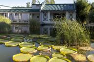 北京植物园盆景园