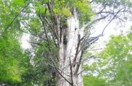 濒临灭绝的天然珍稀植物：红豆杉
