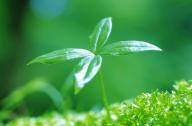 绿色植物在生态建筑中的作用