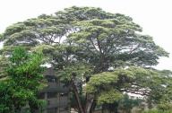 适合庭园树和行道树的速生树种：南洋楹