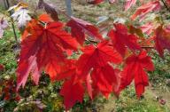 绿化城市园林的珍稀树种：秋火焰