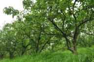 绿化养护：苗木修剪六大原则