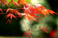 日本红枫的栽培技术