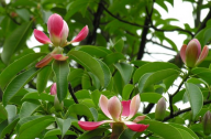 红花木莲的常见病虫害防治方法