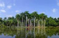 中国植物种类最丰富的植物园：西双版纳热带植物园