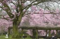 欧洲最大的日本庭园“TheHasselt Japanese Garden”（比利时）