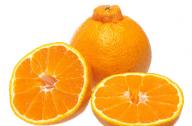 世界上最好吃的橘子：凸顶柑