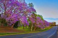 紫色仙境：澳洲格拉夫顿小镇