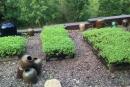 乡村民宿景观设计图赏析