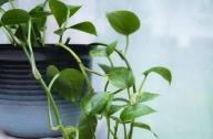 消除甲醛最有效的植物：绿萝