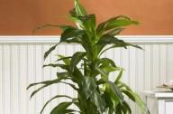 消除三氯乙烯最好的植物：巴西木