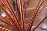 消除汽车废气、油漆和香烟释放的二甲苯最好的植物：红边龙血树