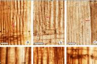 辽西发现最早的银杏植物木材化石