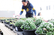 2016年北京国际多肉植物艺术展在小汤山特菜大观园举行