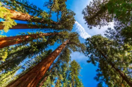 红杉国家公园拥有世界上最高大的植物