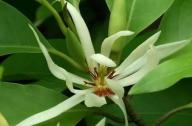 治疗咳嗽的植物：白兰花、丁香、藿香