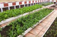 城市绿化新宠——屋顶阳台景观菜园