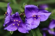 宿根草本植物：紫露草
