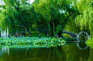 北京园林颐和园的花草树木
