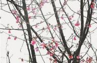 扬州植物专家选育出新品种 山樱花冬季绽放“中国红”