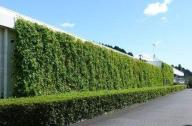 立体绿化中占地面积最小，而绿化面积最大的一种形式：墙体绿化