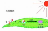 海水中的植物如何吸收阳光