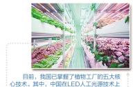 “植物工厂”到底有什么秘密？